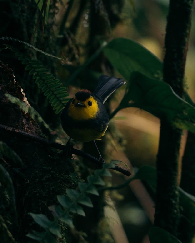 Santa Elena Cloud Forest Reserve