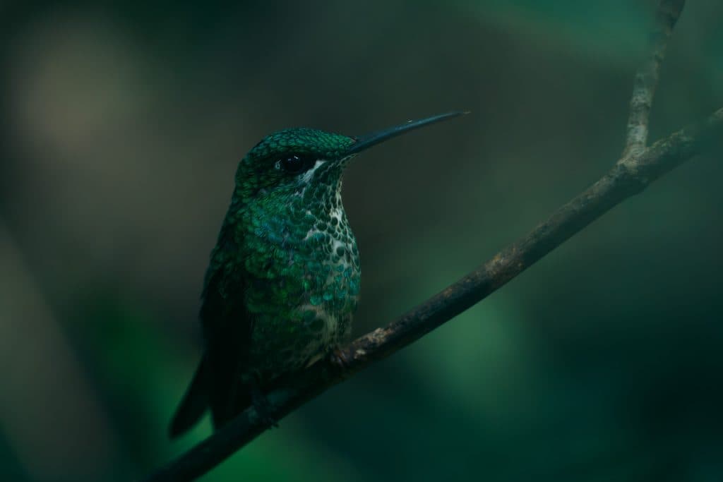 Santa Elena Cloud Forest Reserve
