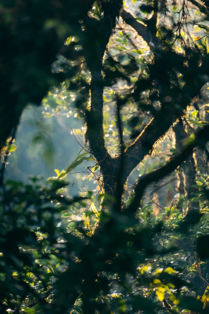 Santa Elena Cloud Forest Reserve