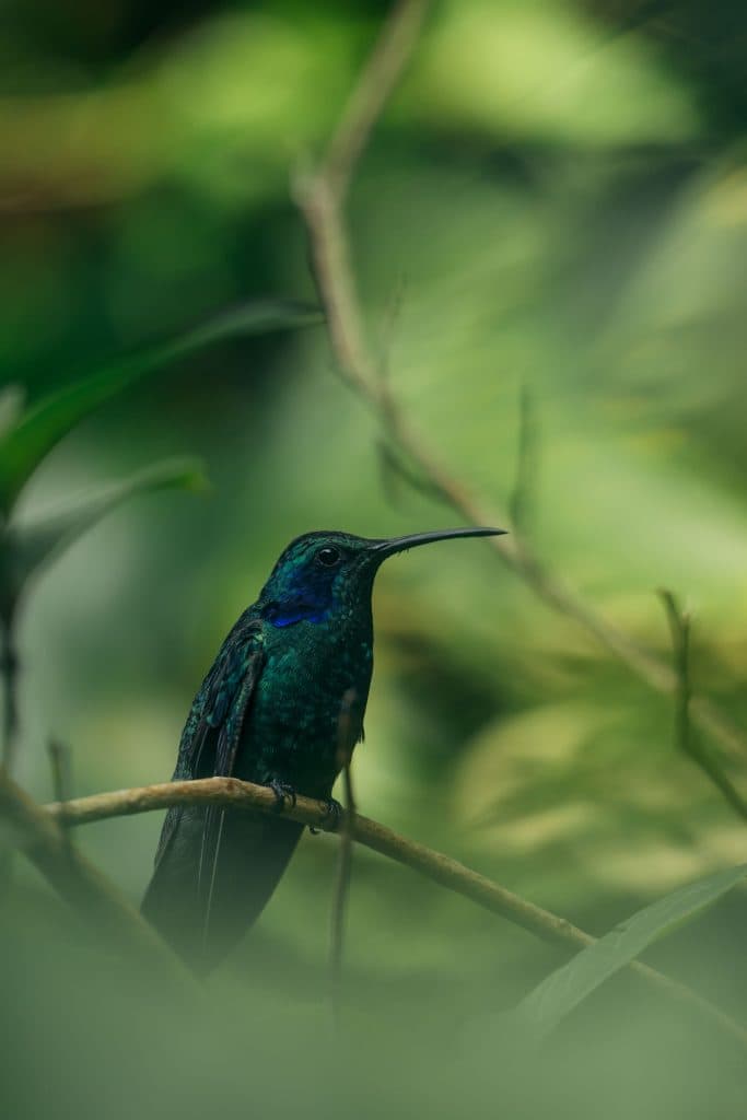 Santa Elena Cloud Forest Reserve