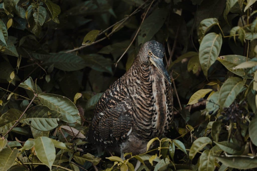 Het Tortuguero National Park in Costa Rica bezoeken is een absoluut hoogtepunt van je rondreis