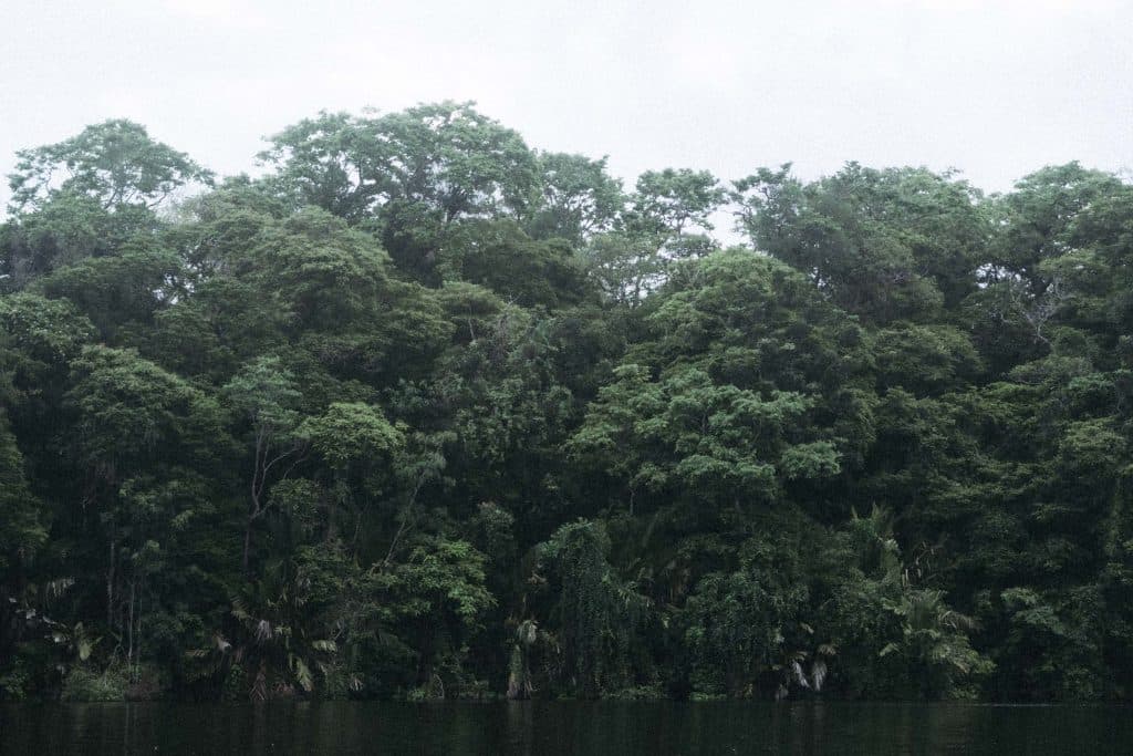 Het Tortuguero National Park in Costa Rica bezoeken is een absoluut hoogtepunt van je rondreis
