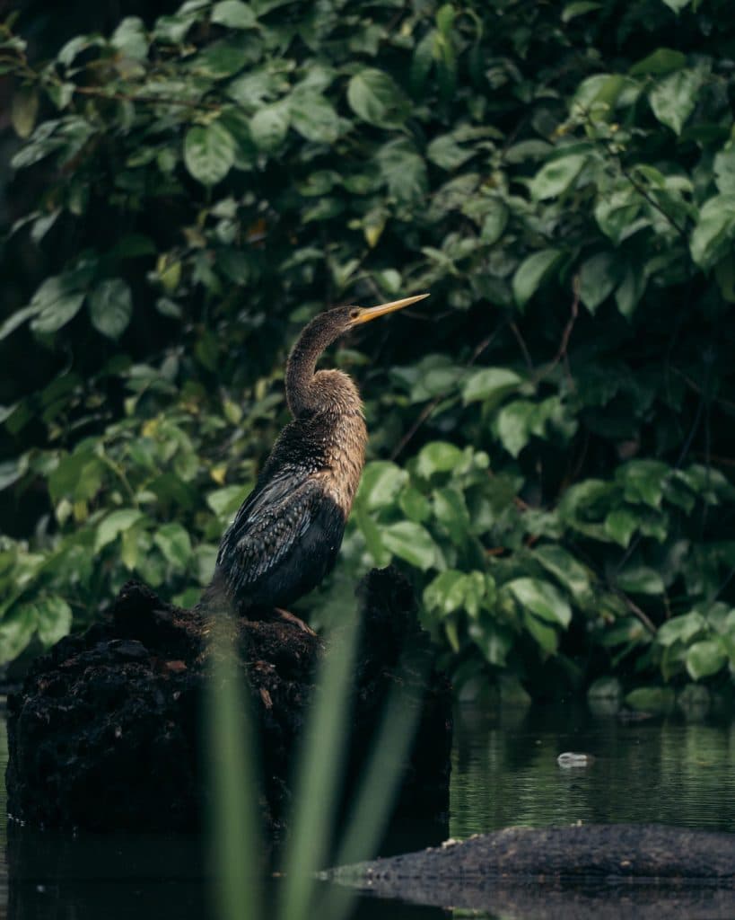 Kaaiman in Het Tortuguero National Park in Costa Rica bezoeken
