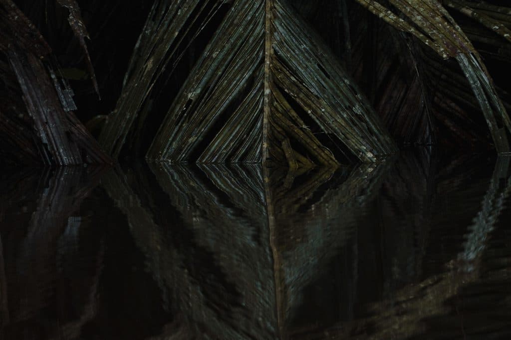 Kaaiman in Het Tortuguero National Park in Costa Rica bezoeken