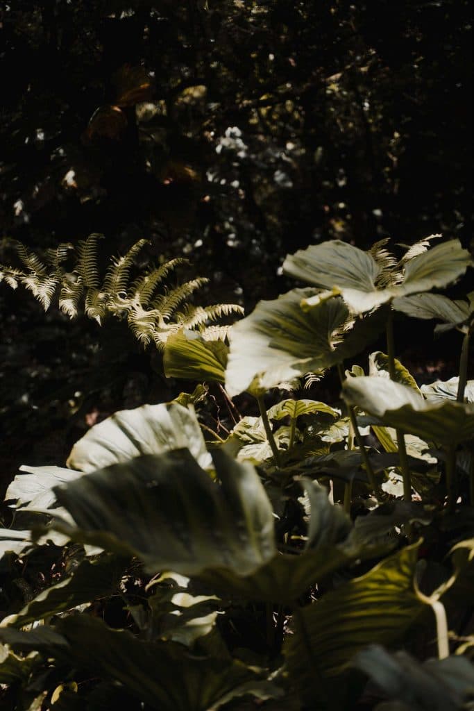 Tenorio Volcano National Park