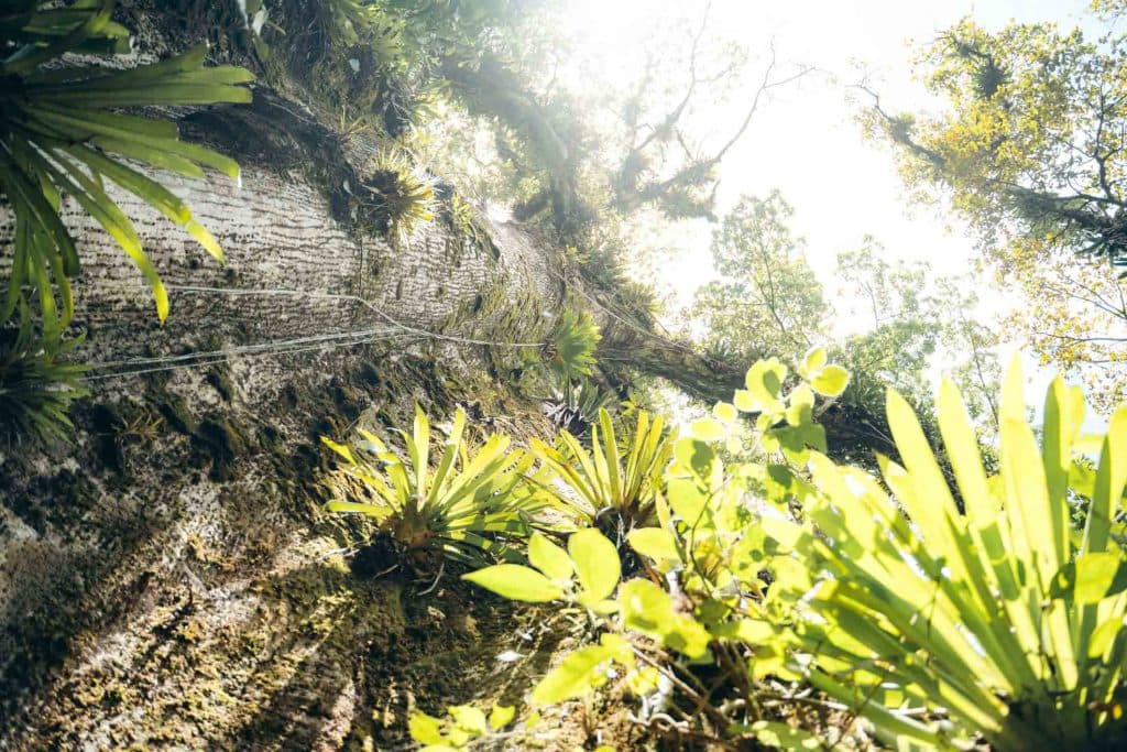 Tenorio Volcano National Park