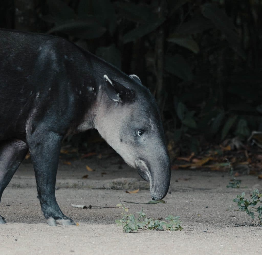 Costa Rica bezoeken wildlife en nationale parken