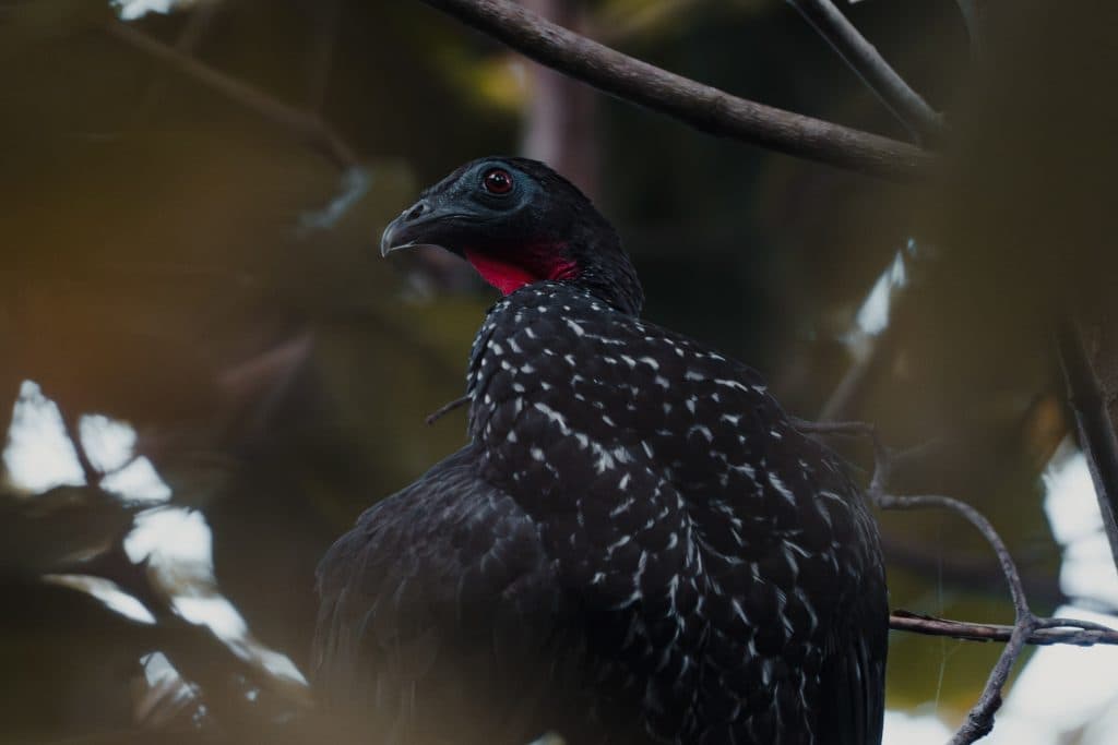 Costa Rica bezoeken wildlife en nationale parken