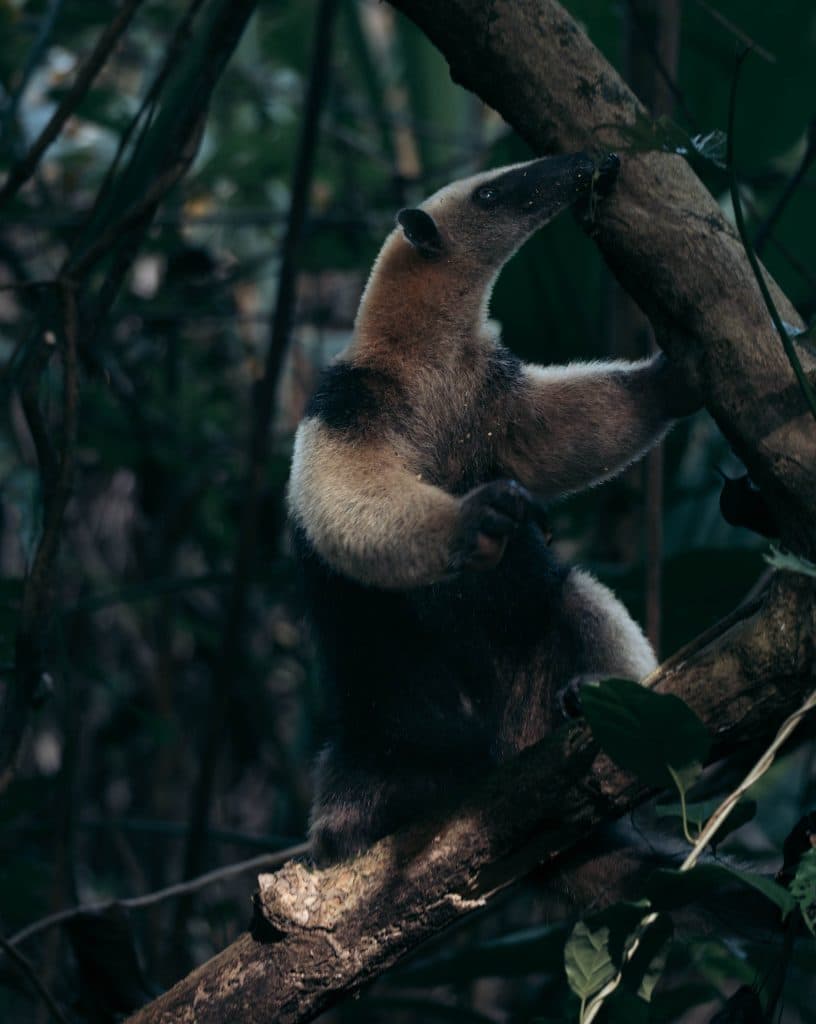 Costa Rica bezoeken wildlife en nationale parken