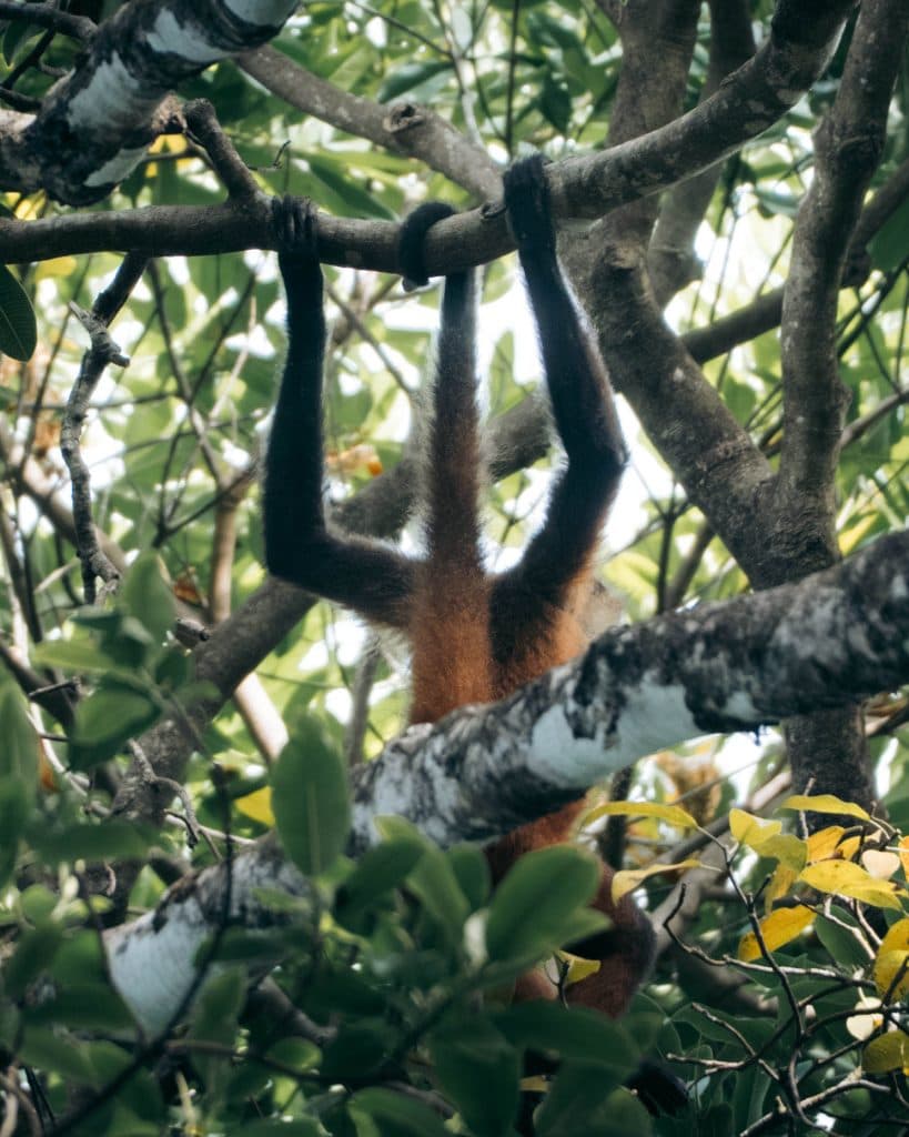 Costa Rica bezoeken wildlife en nationale parken