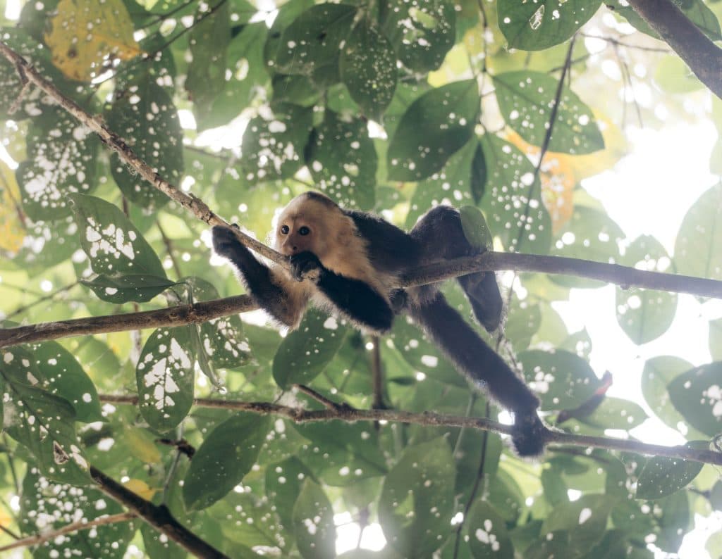 Costa Rica bezoeken wildlife en nationale parken