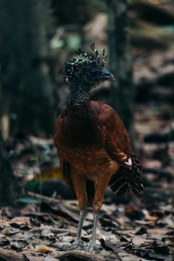 Costa Rica bezoeken wildlife en nationale parken