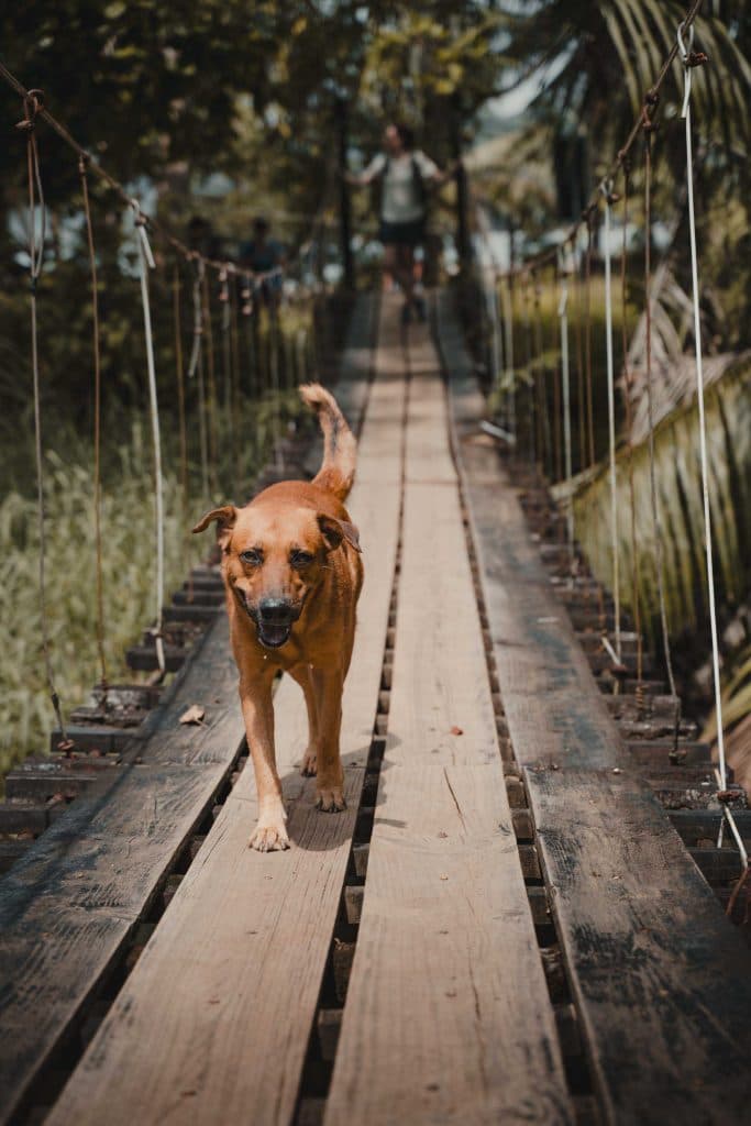 Costa Rica bezoeken wildlife en nationale parken