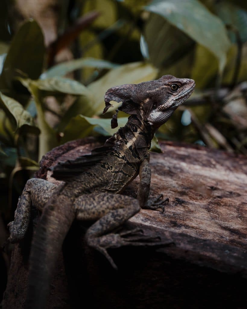 Costa Rica bezoeken wildlife en nationale parken