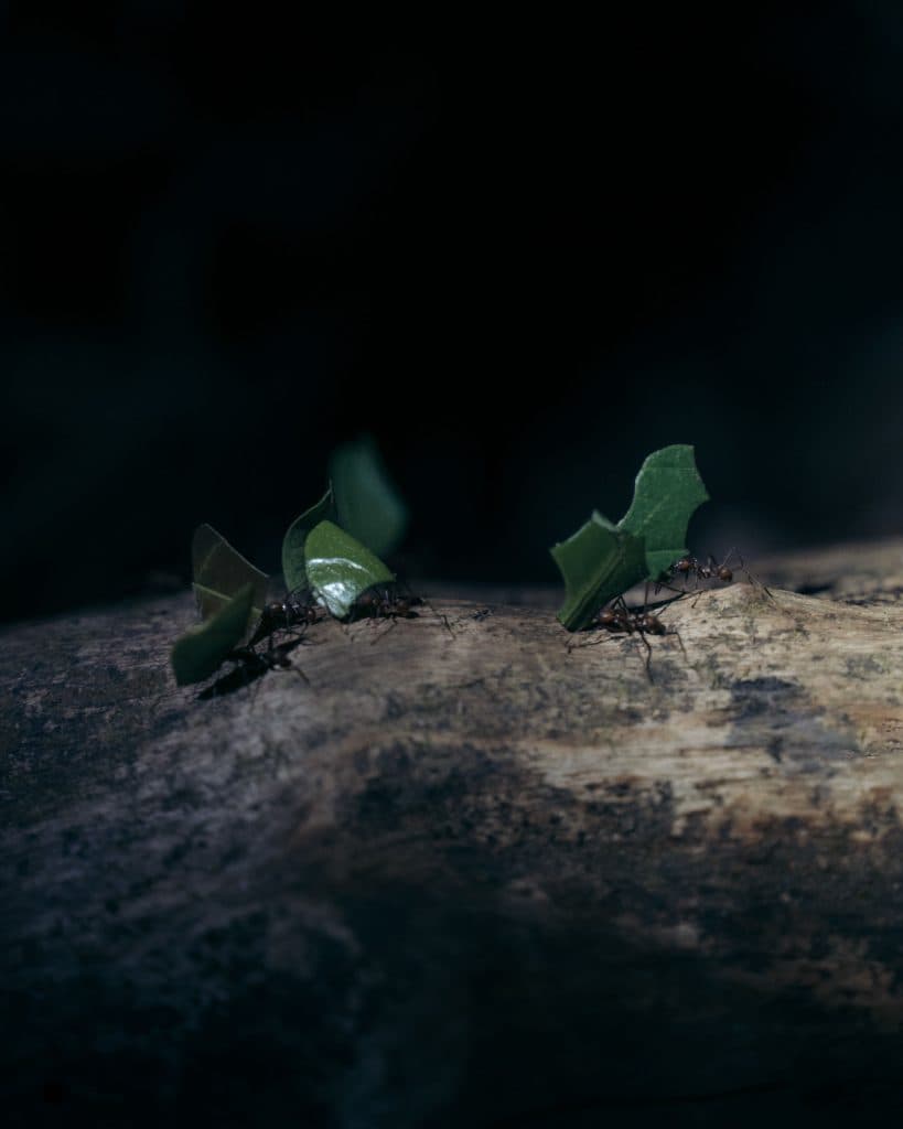 Costa Rica bezoeken wildlife en nationale parken