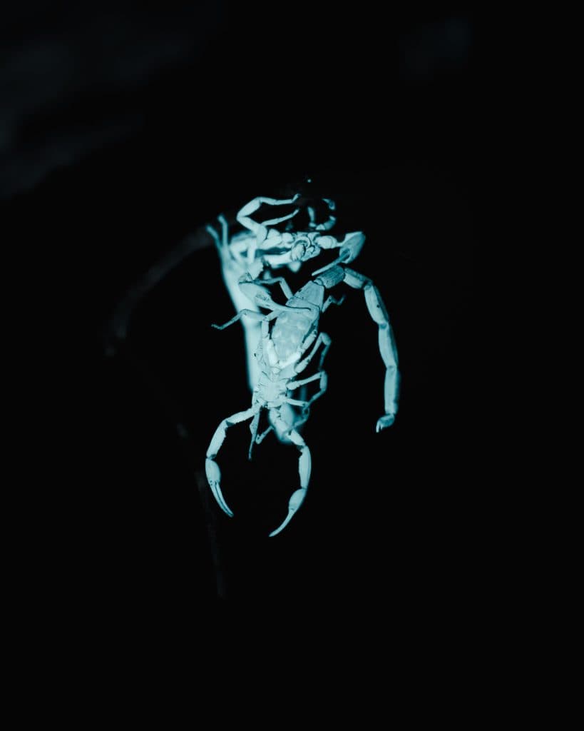 Costa Rica bezoeken wildlife en nationale parken