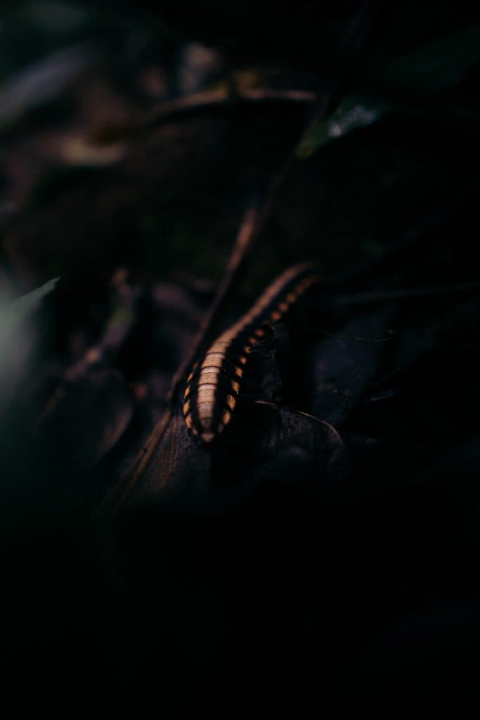 Costa Rica bezoeken wildlife en nationale parken