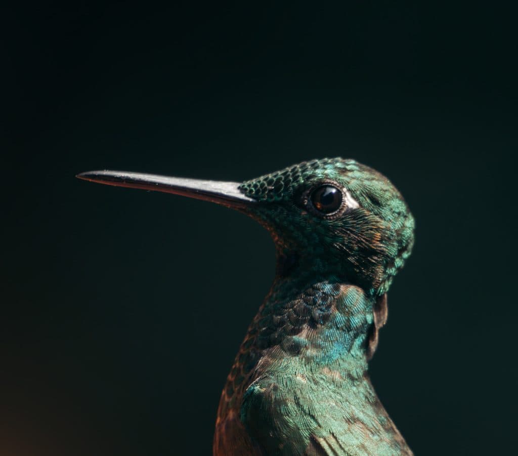 Costa Rica bezoeken wildlife en nationale parken