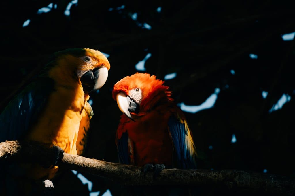 Costa Rica bezoeken wildlife en nationale parken