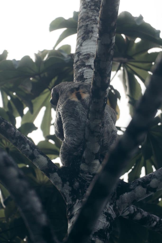 Costa Rica bezoeken wildlife en nationale parken