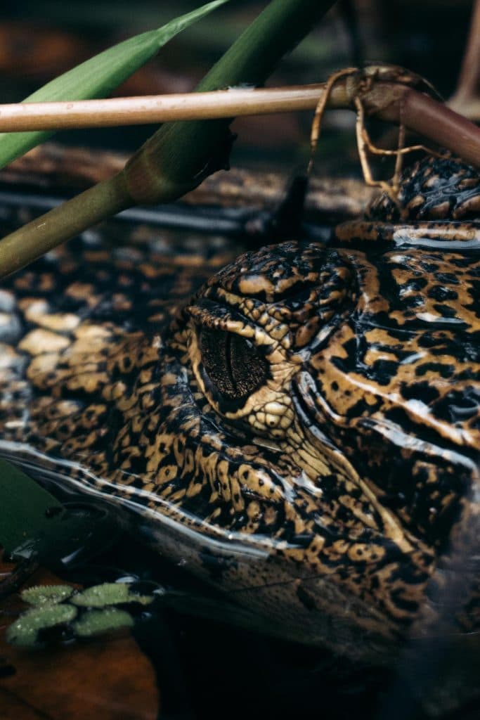 Close-up van de kop van een krokodil die gedeeltelijk onder water ligt en opgaat in de omgeving in een van Costa Rica's nationale parken - een onvergetelijk gezicht tijdens je vakantie in Costa Rica.