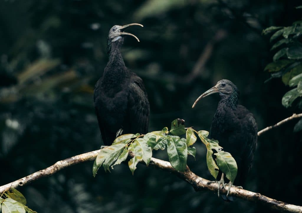 Twee donker gevederde vogels met lange, gebogen snavels zitten op een bladertak tegen een vaag groen decor. Deze opvallende scène vangt het rijke vogelleven dat vaak te vinden is in Costa Rica's nationale parken tijdens een vakantie in Costa Rica.