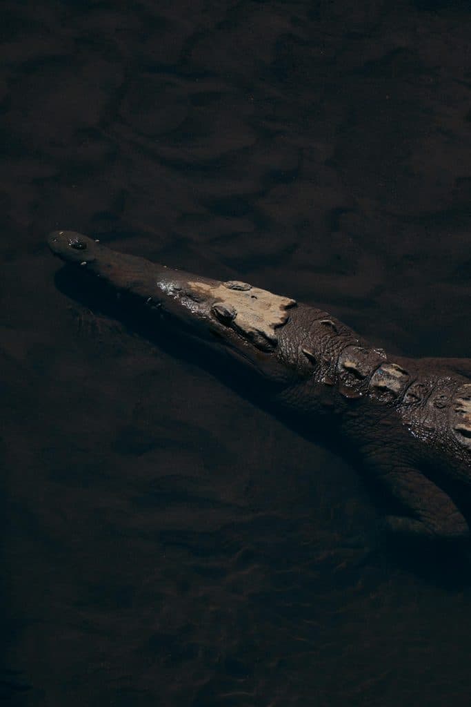 Krokodil Costa Rica bezoeken wildlife en nationale parken