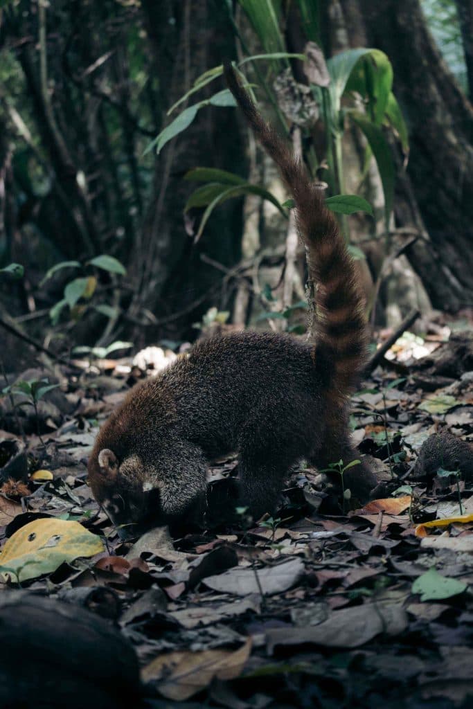 Costa Rica bezoeken wildlife en nationale parken