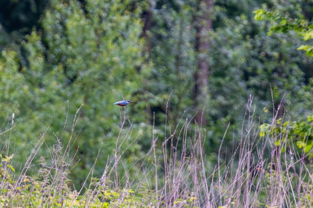 vogels spotten op het water met de moerasdraak