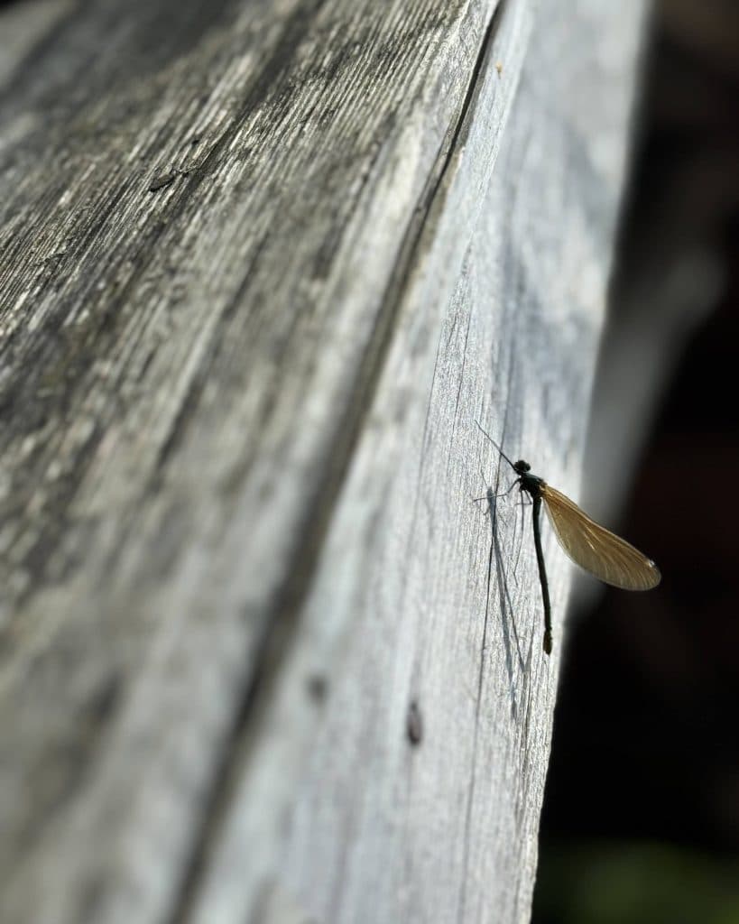 Een close-up van een delicate libel met doorschijnende vleugels, neergestreken op verweerde houten planken in het zonlicht, een duidelijke schaduw werpend - perfect voor die eilandhoppende avonturen of momenten van waterval gespot in Kroatië.