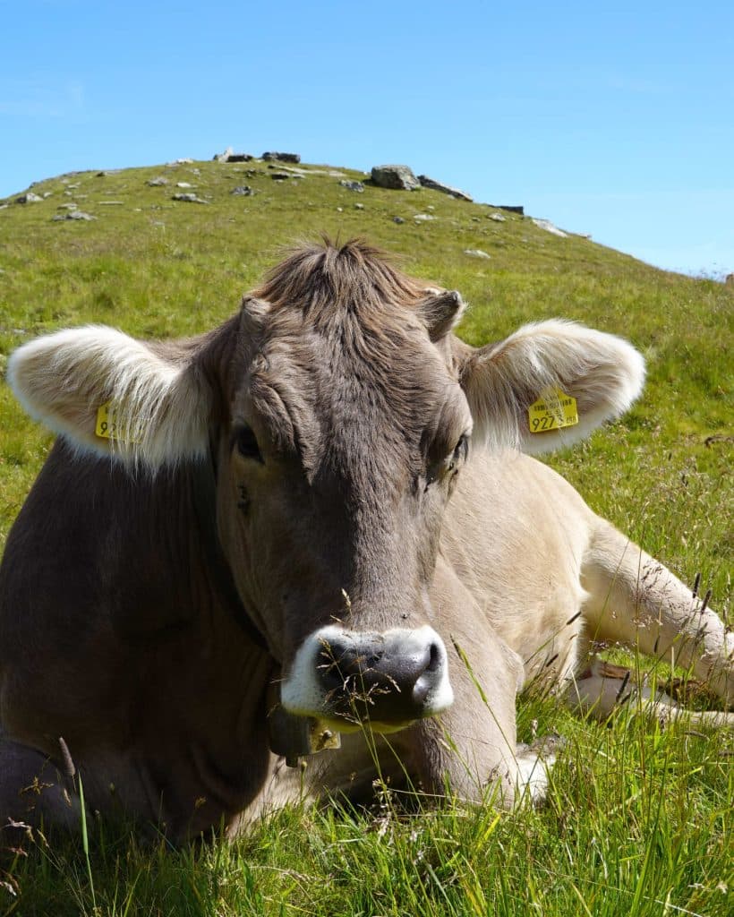 Een bruine koe met gele oormerken ligt op groen gras in een zonnige weide, met een heuvel en blauwe lucht op de achtergrond.
