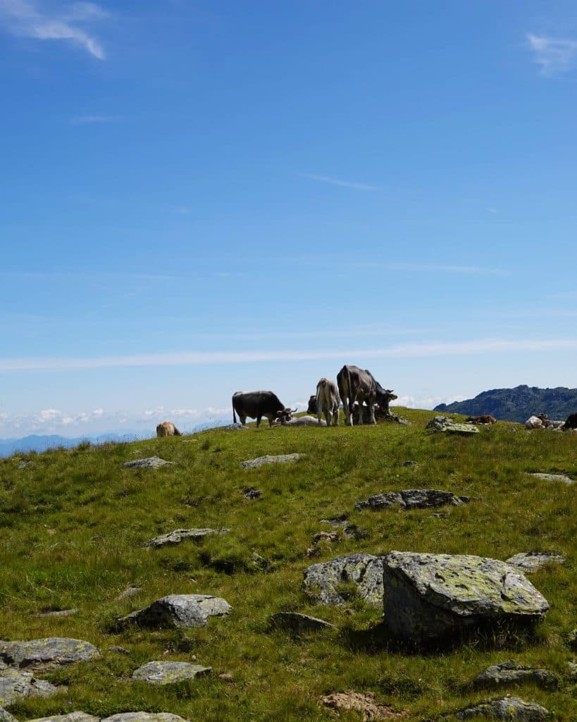 Een kleine kudde koeien graast op een met gras begroeide heuveltop met verspreide rotsen onder een helderblauwe hemel, met bergen in de verte zichtbaar aan de horizon.