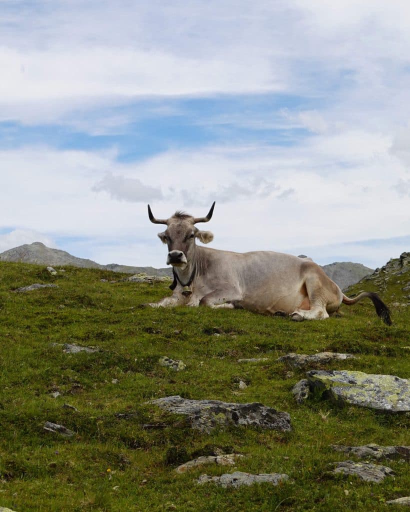 Een lichtgrijze koe met gebogen horens ligt op groen gras in een rotsachtige weide, met een gedeeltelijk bewolkte blauwe lucht en heuvels in de verte op de achtergrond.