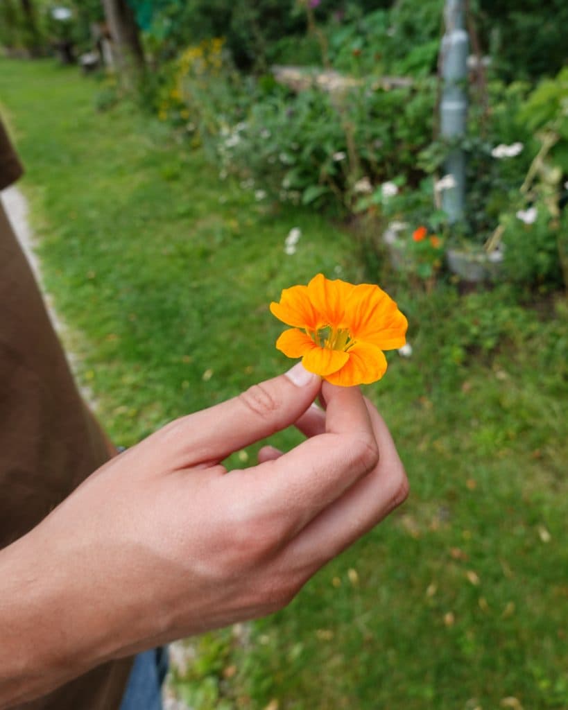 Een close-up van een hand die een oranje bloem vasthoudt met een groene tuin in Tirol op de achtergrond. De arm van de persoon is gedeeltelijk zichtbaar en de scène lijkt buiten te zijn.