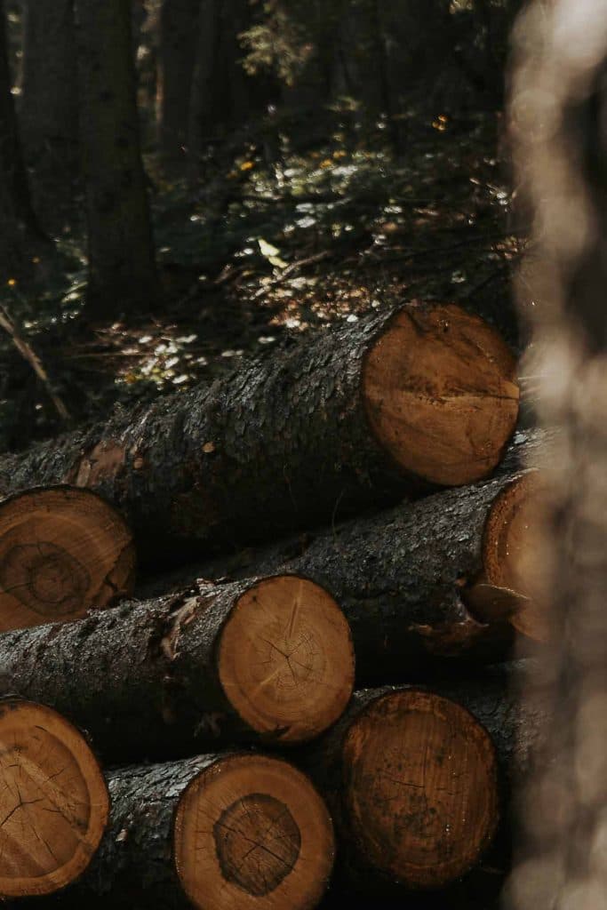 Opgestapelde boomstammen met ruwe schors en zichtbare boomringen liggen opgestapeld in een bebost gebied, zonlicht filtert door de bomen-een serene scène van een roadtrip in Valle d'Aosta.