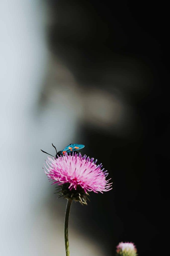 Een levendig blauwgroen insect rust op een roze distelbloem, tegen een zacht vervaagde achtergrond met donkere en lichte contrasterende gebieden - een weergave van de natuurlijke schoonheid van een roadtrip in Valle d'Aosta.