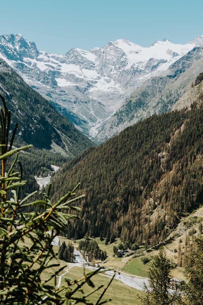 Besneeuwde bergen rijzen uit boven een weelderige, met dennenbomen bedekte Valle d'Aosta vallei met een kronkelende rivier eronder onder een helderblauwe hemel; groenblijvende takken zijn zichtbaar op de voorgrond, die pure Bergenmagie vastlegt.
