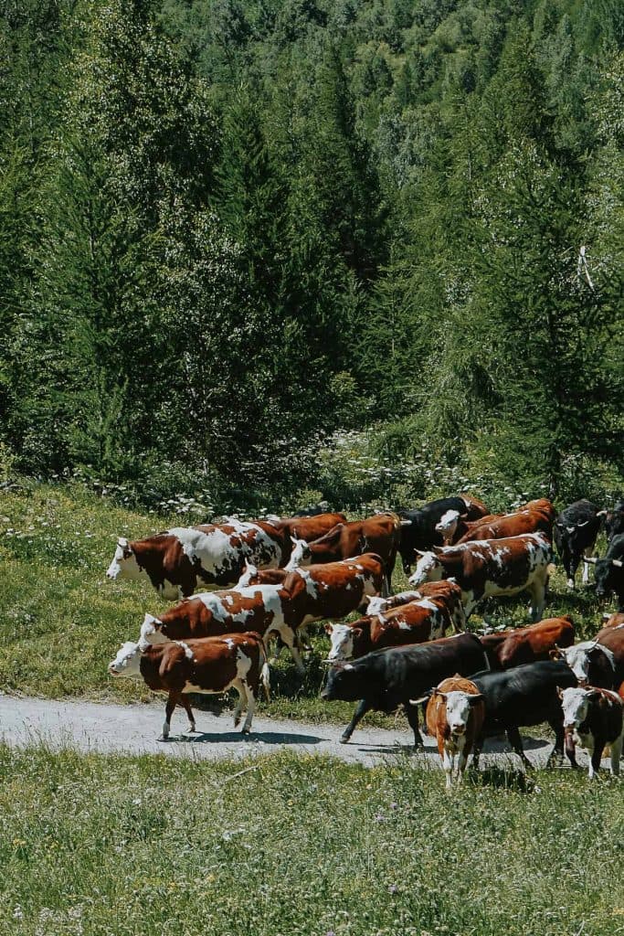 Een kudde bruine, witte en zwarte koeien loopt over een smal pad in een bebost landschap in Valle d'Aosta, met hoge groene bomen op de achtergrond.
