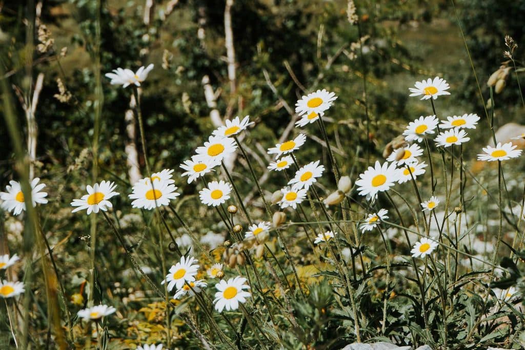 Een groep witte margrieten met een geel hart groeit in een zonovergoten veld met hoog groen gras in Valle d'Aosta. Hun delicate charme voegt Bergenmagie toe aan de vage planten op de achtergrond.