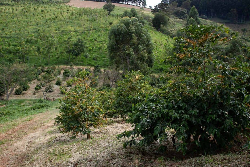 Een boerderij in de koffielanden met rijen groene koffieplanten en een slingerend aarde pad. Op de achtergrond meer groen en verspreide bomen onder een bewolkte hemel-alsof je het zelf hebt bezocht of geproefd.