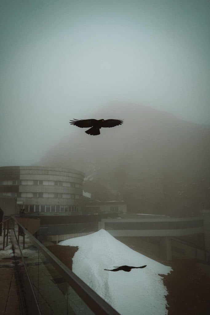 Twee zwarte vogels vliegen in de buurt van een modern rond gebouw op een mistige dag. Sneeuw bedekt delen van de grond en een berg is vaag zichtbaar in de mistige achtergrond.