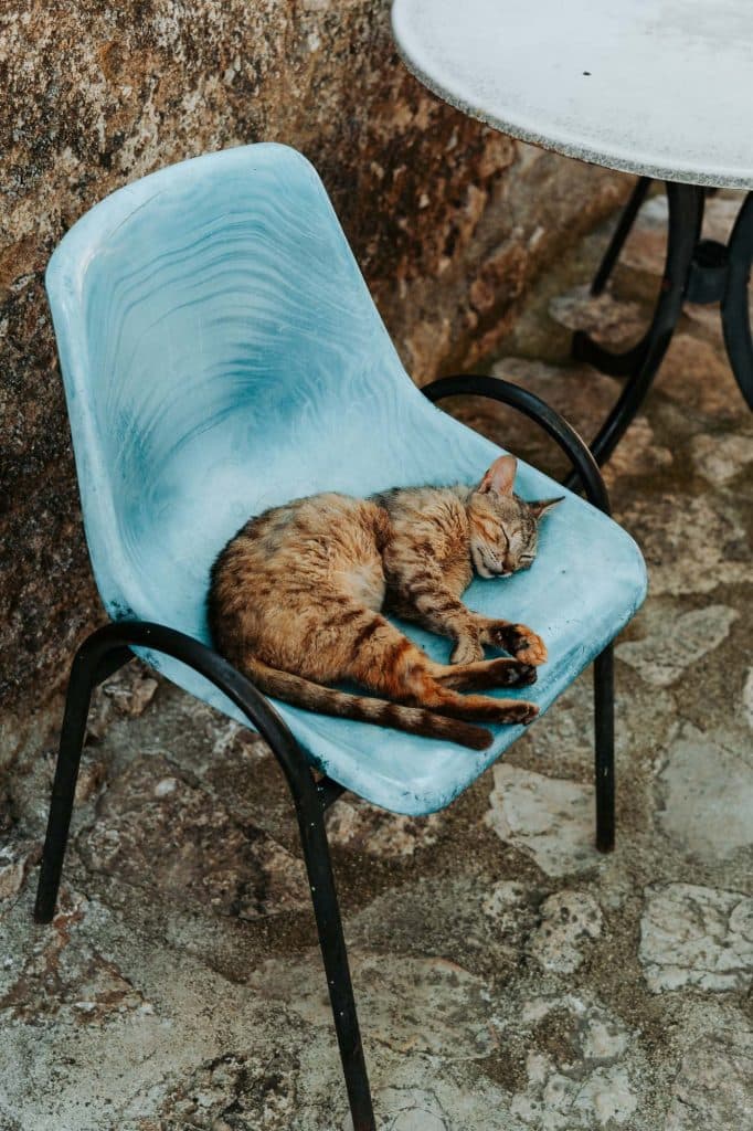 Een gestreepte kat ligt opgerold te slapen op een blauwe plastic stoel naast een ronde witte tafel op een stenen terras, genietend van de vredige sfeer waar Albanese nomaden zo van houden na een lange roadtrip door Albanië.