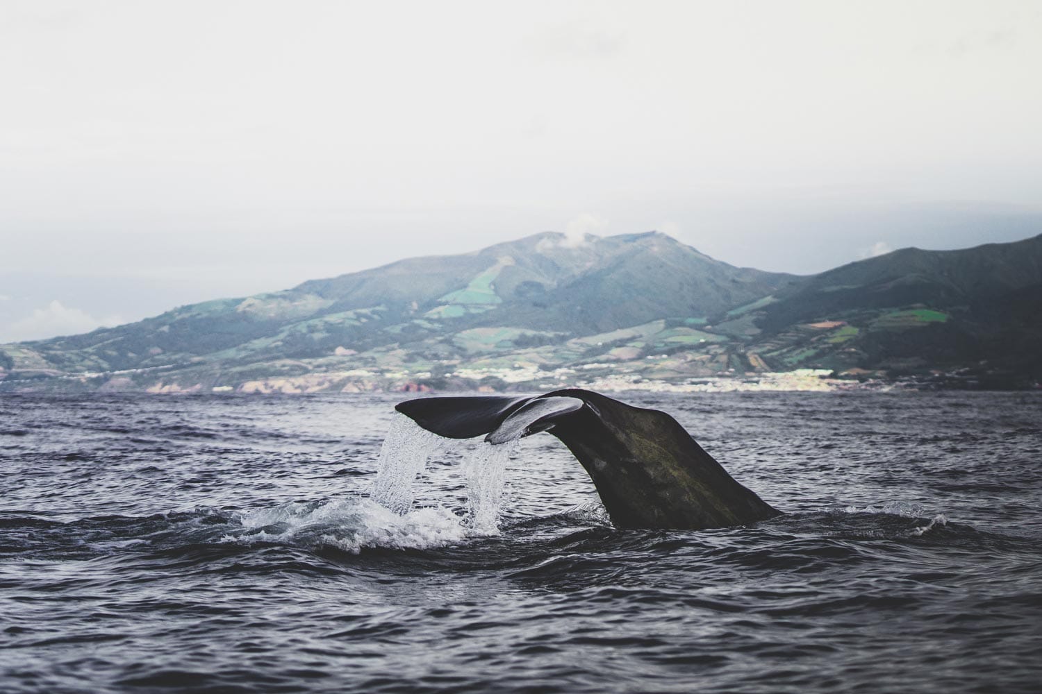 Een citytrip naar Ponta Delgada