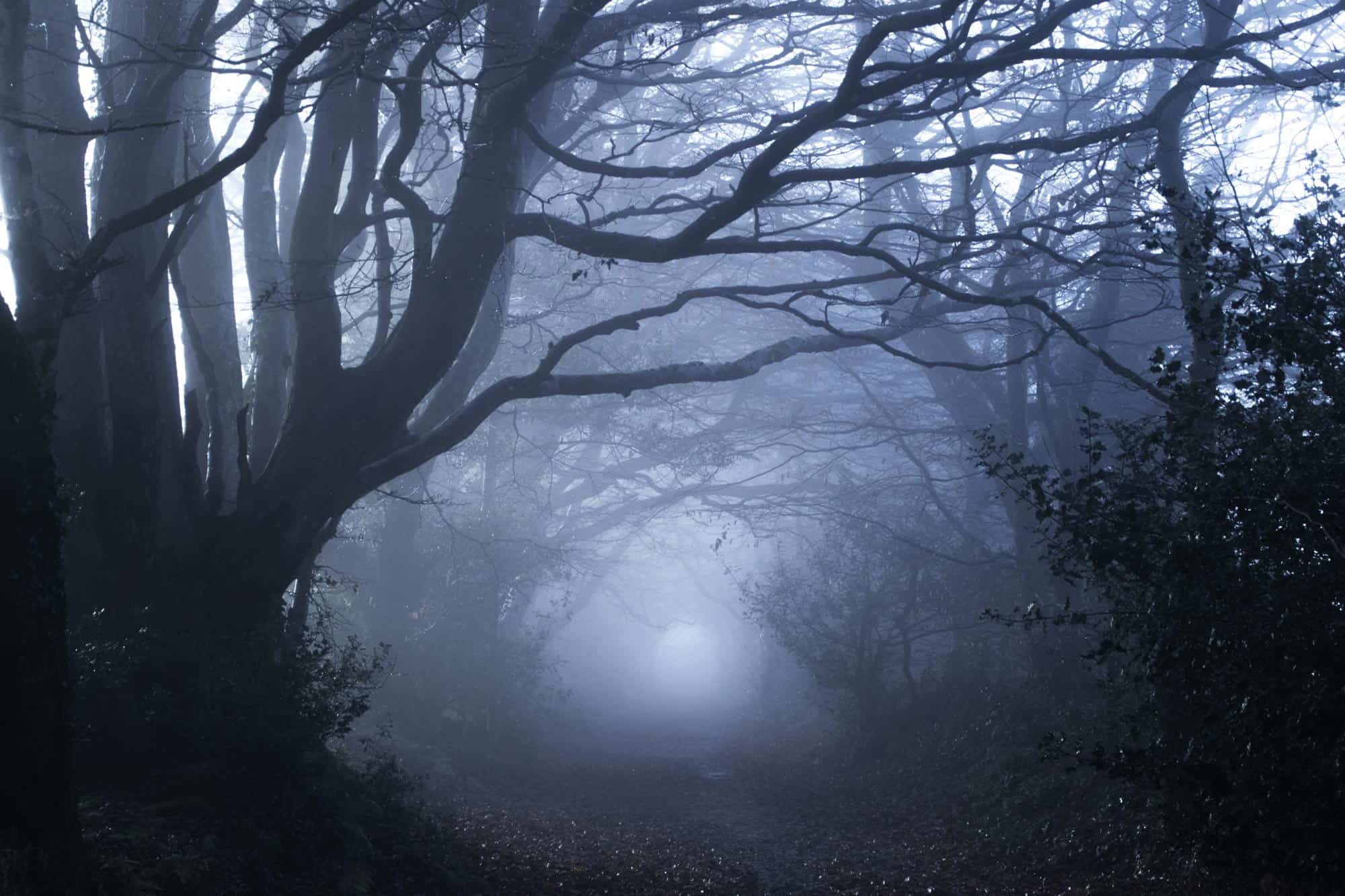 Transsylvanië en de Roemeense Karpaten: het spookbos van Dracula