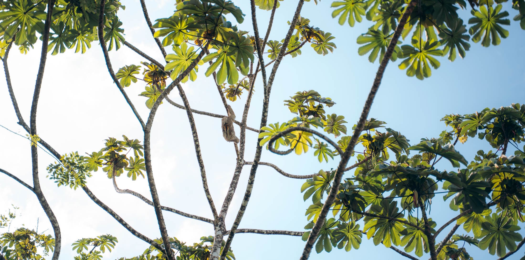 Een tropische 18 daagse door Costa Rica: junglejuwelen, luierende luiaards en tijdloze levenslust