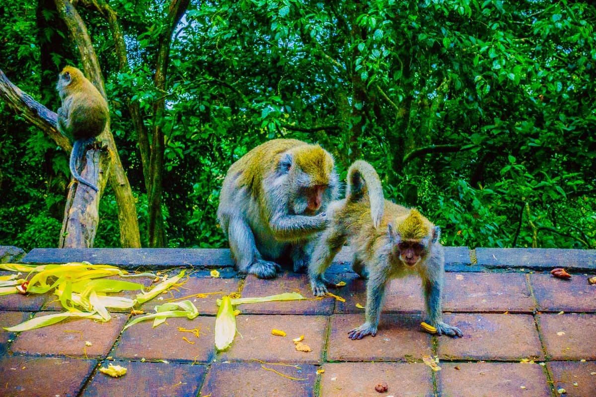 Ubud apenbos