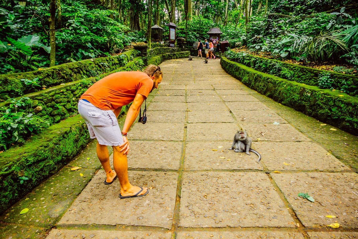 Ubud apenbos