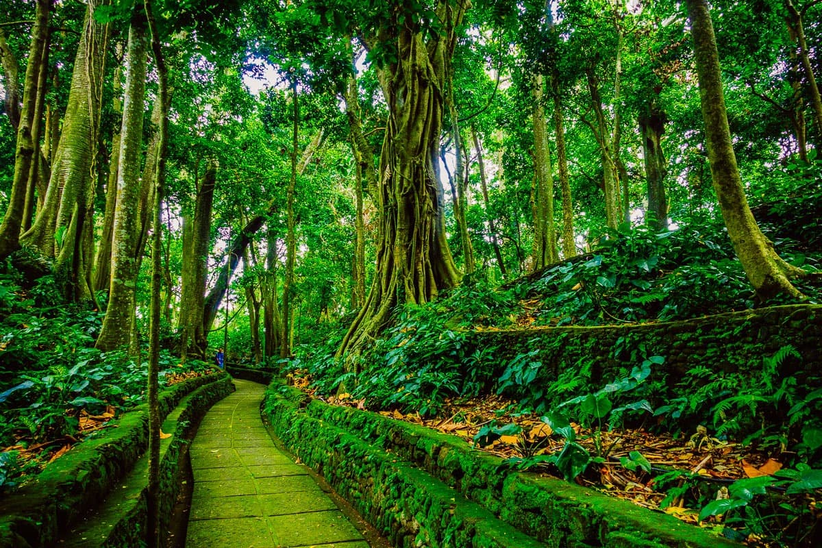 Ubud apenbos
