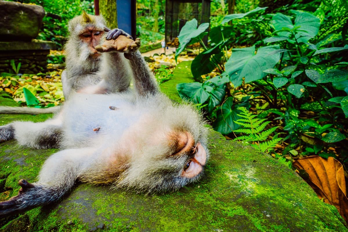 Ubud apenbos