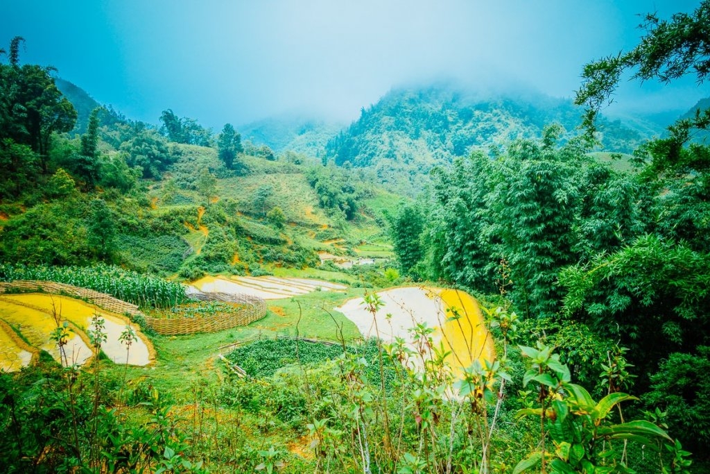 fotos van rijstvelden in vietnam